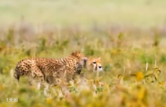 头条搬运赚钱项目-无风险无投资好项目介绍