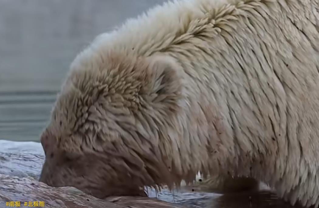 抖音直播人气购买平台哪家强-抖音直播挂铁超低价呱呱工作室