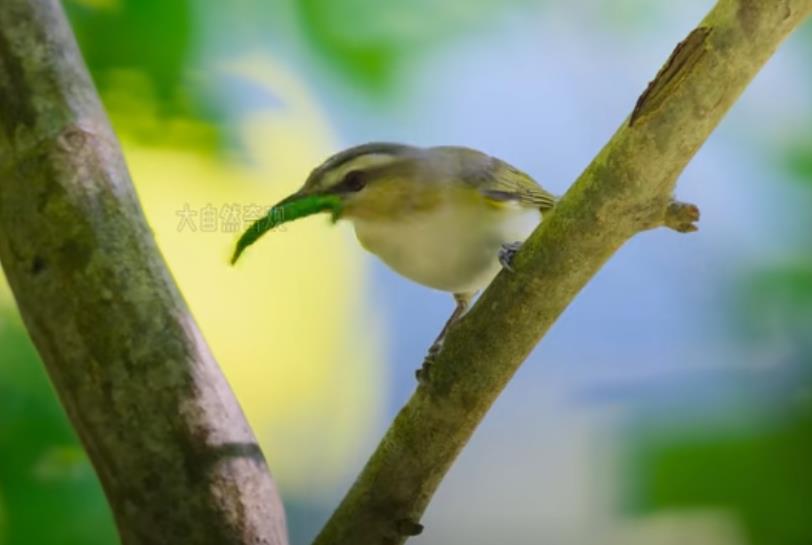 揭秘杀猪盘套路-养猪育肥宰杀整个完整链条