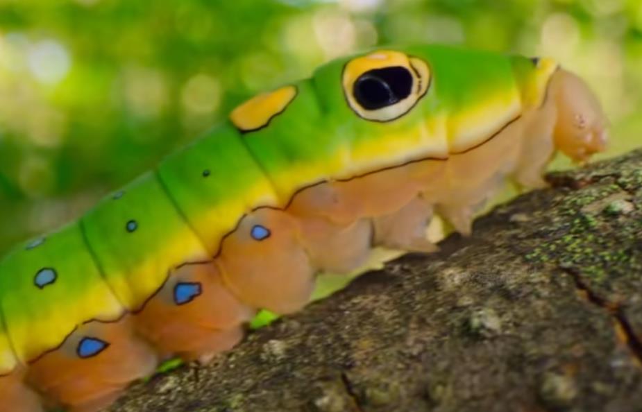 老人免费领鸡蛋被骗25万，令人心痛又无奈