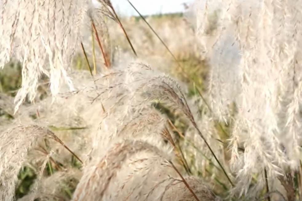为什么诈骗越来越多-因为其他犯罪行为难以实行