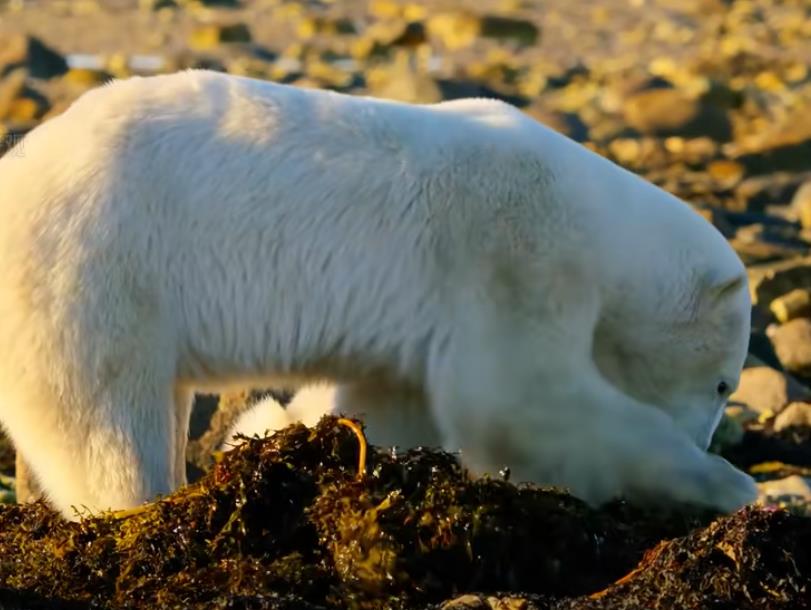 警惕!新型 “杀猪盘”:以爱之名,行骗之实