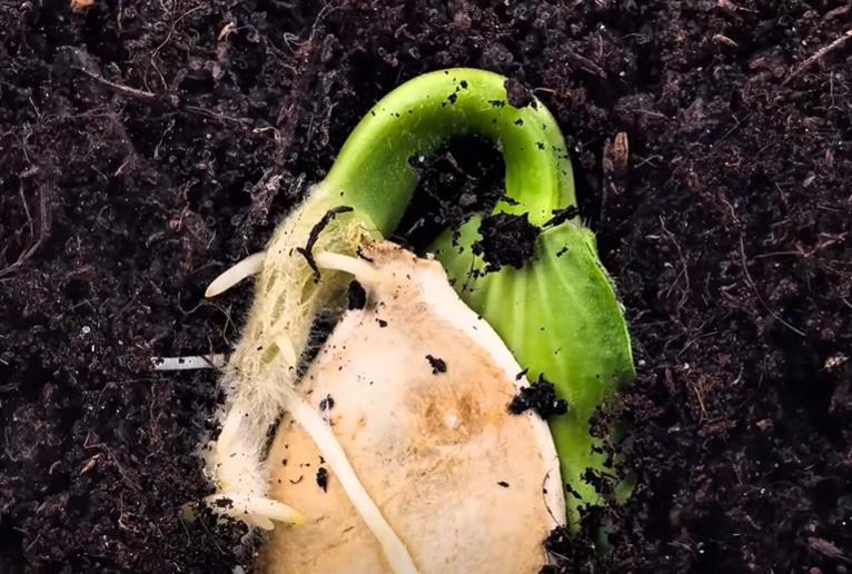 抖音如何获得较多的播放量和点赞量?